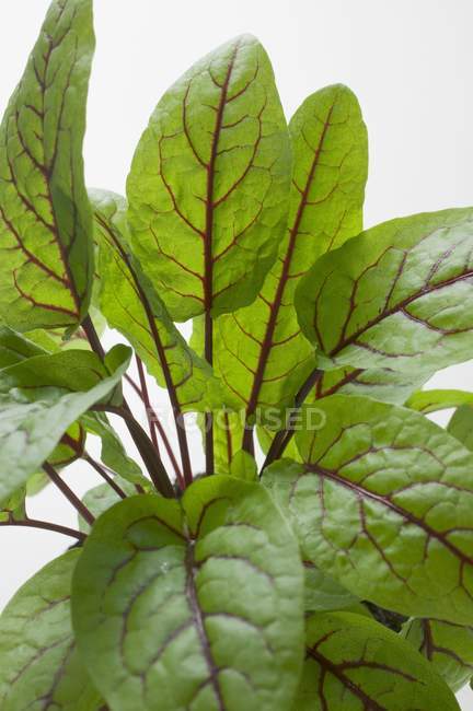 Foglie di acetosa verde su sfondo bianco — Foto stock