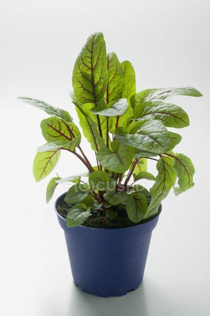 Primo piano vista di acetosa verde in vaso su sfondo bianco — Foto stock