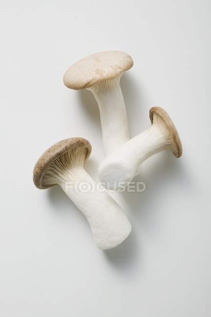 Cogumelos King Oyster — Fotografia de Stock