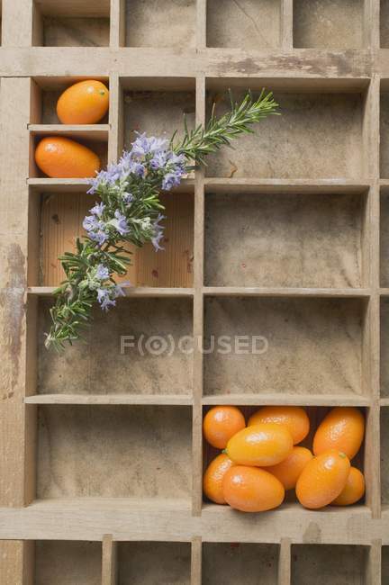 Kumquats frescos y flores de romero - foto de stock