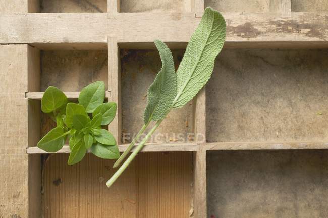Fresh Sage and oregano leaves — Stock Photo