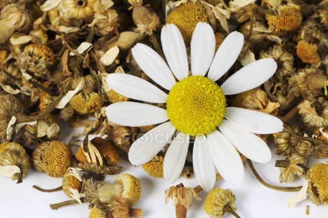 Closeup view of fresh camomile flower on dried camomiles — Stock Photo