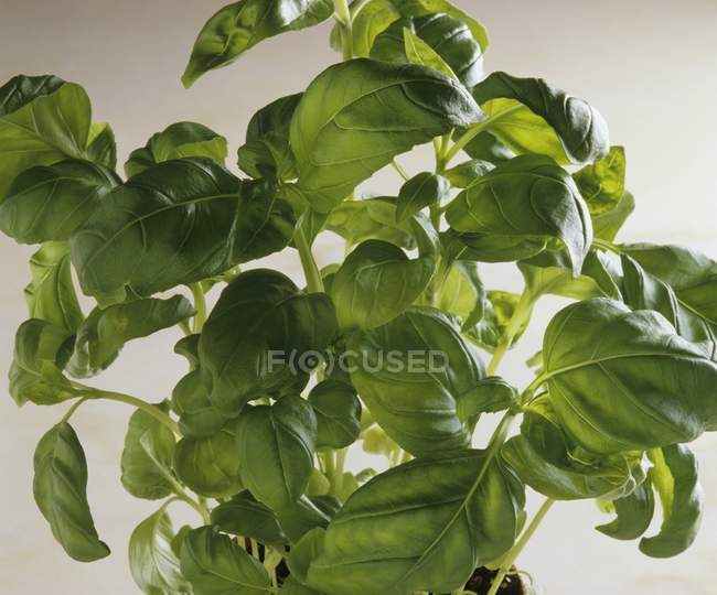 Fresh green Basil — Stock Photo