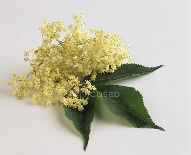Closeup view of fresh elderflowers with leaves on white surface — Stock Photo