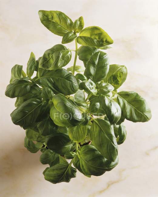 Basil in pot on white marble — Stock Photo