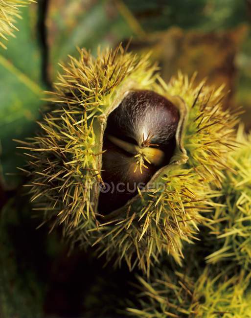 Sweet chestnut with prickly case — Stock Photo
