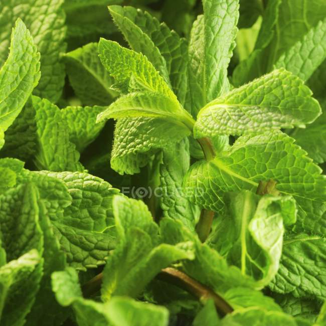 Fresh green mint leaves — Stock Photo