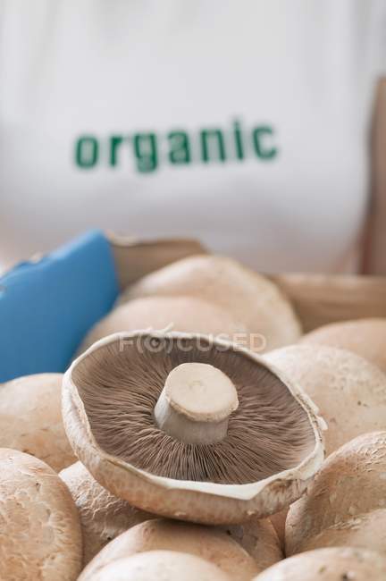 Жінка тримає коробку зі свіжих грибів — стокове фото