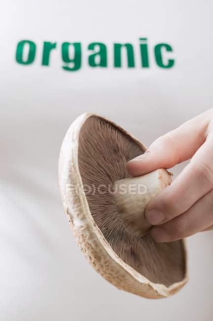 Vista de cerca de la mano sosteniendo un hongo fresco - foto de stock