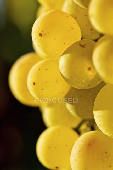 Ripe white wine grapes — Stock Photo