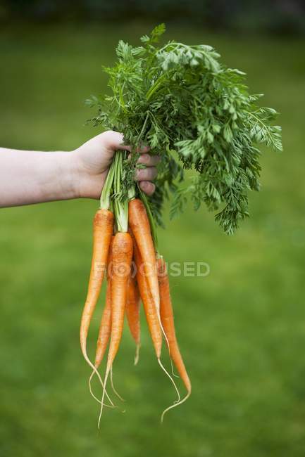 Mano humana sosteniendo zanahorias - foto de stock