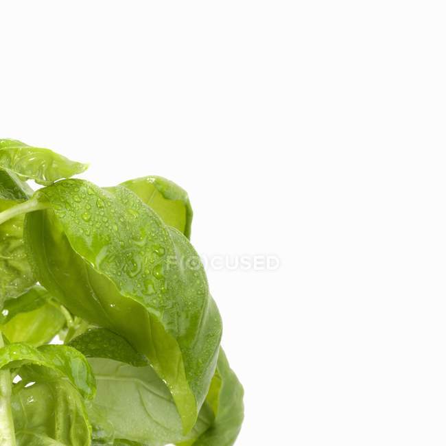 Basil with drops of water — Stock Photo