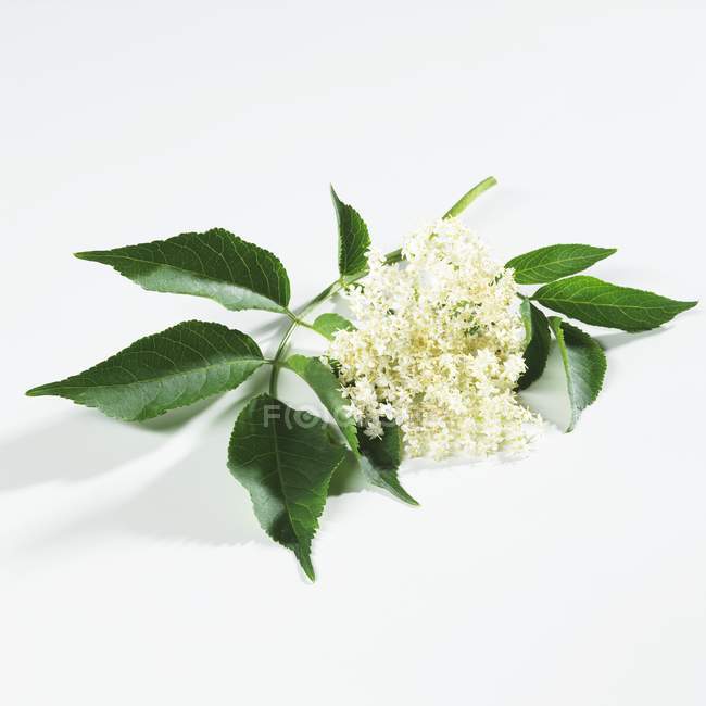 Primo piano vista di fiori di sambuco freschi con foglie sulla superficie bianca — Foto stock