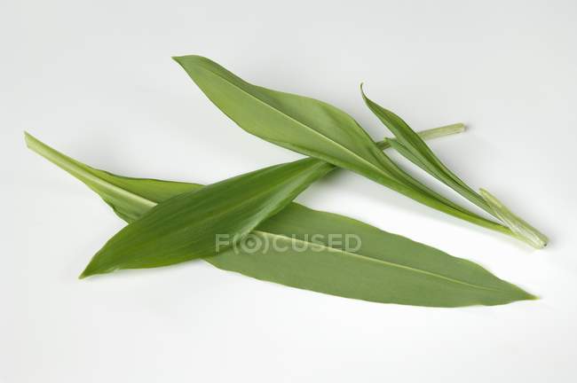 Ramsons wild garlic leaves — Stock Photo