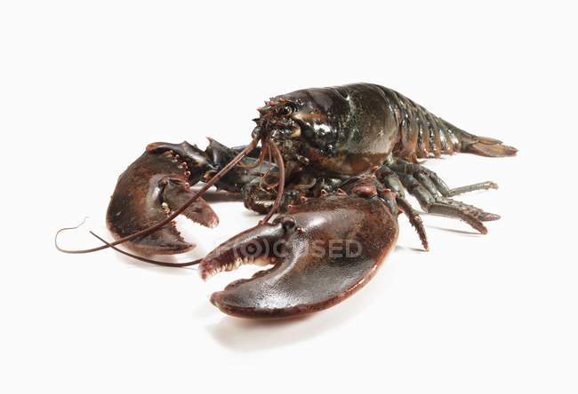 Lobster, close-up on white — Stock Photo