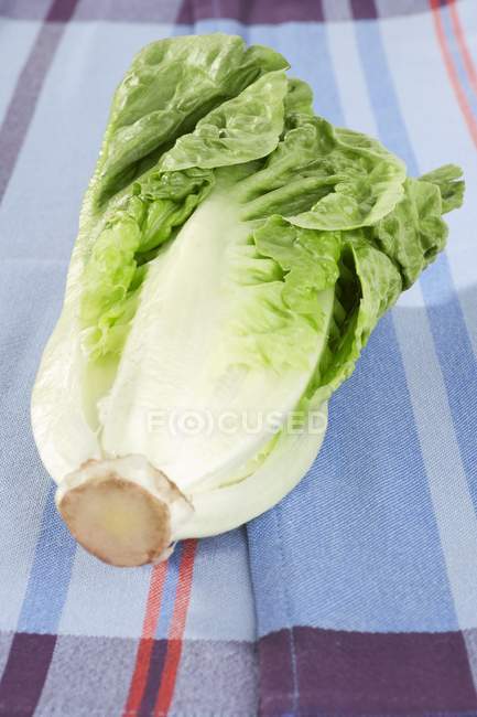 Green Romaine lettuce — Stock Photo