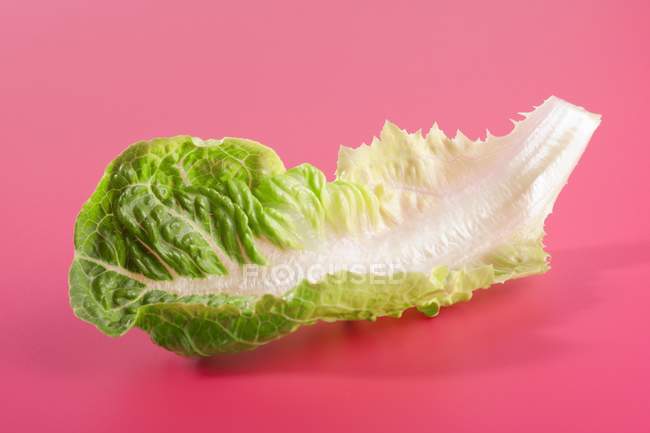 Green romaine lettuce — Stock Photo