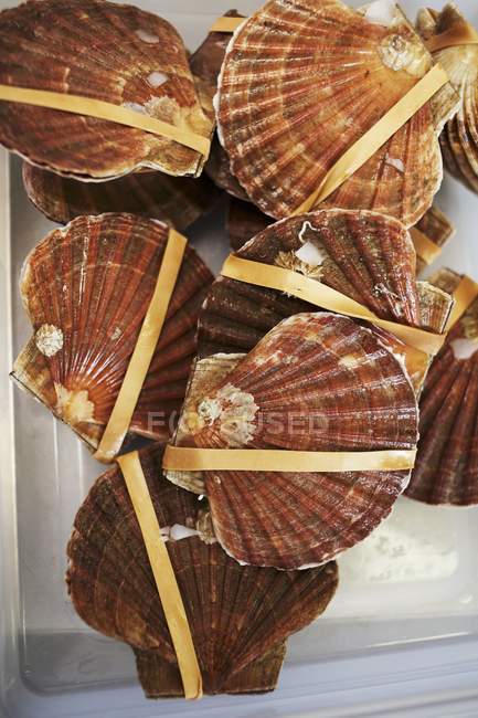 Top view of fresh scallops with rubber bands — Stock Photo