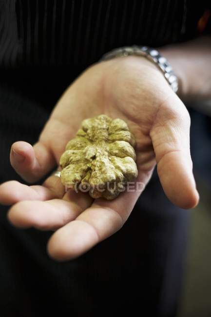 Hand holding white Alba truffle — Stock Photo