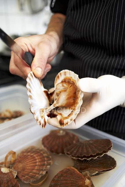 Cropped view of person opening scallop — Stock Photo