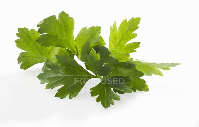 Flat parsley leaves — Stock Photo