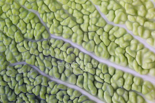 Savoy cabbage leaf — Stock Photo