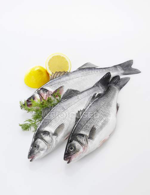 Fresh sea bass fish — Stock Photo
