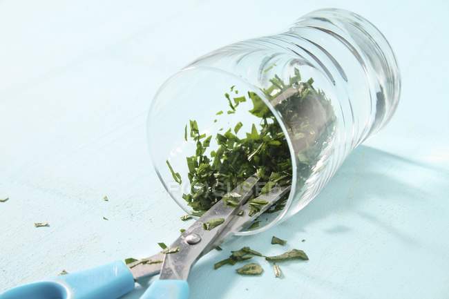 Cut parsley with scissors — Stock Photo