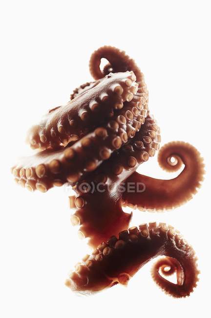 Octopus Tentacles on White — Stock Photo