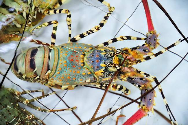 Вид крупним планом барвистий омарів у воді — стокове фото