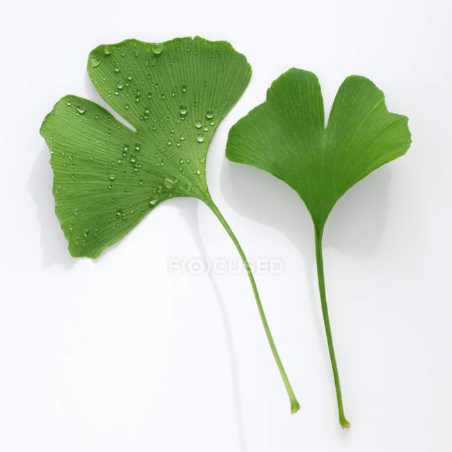 Vista ravvicinata delle foglie di Ginkgo con e senza gocce d'acqua — Foto stock