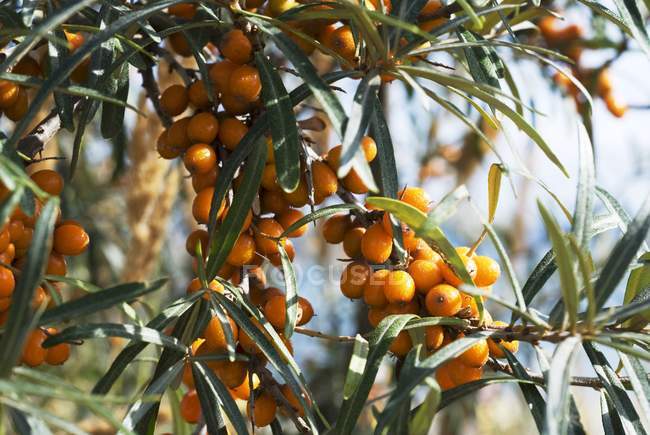 Bacche di olivello spinoso che crescono su cespuglio — Foto stock