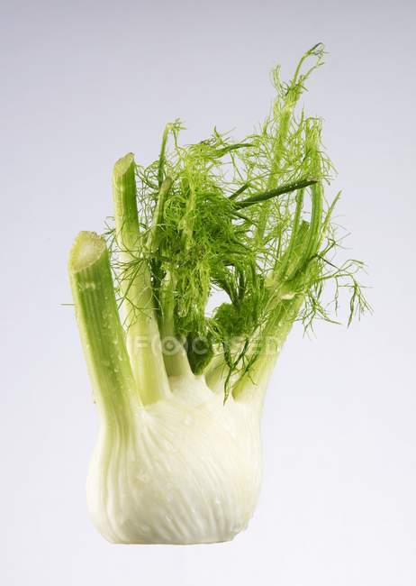 Green fennel bulb — Stock Photo