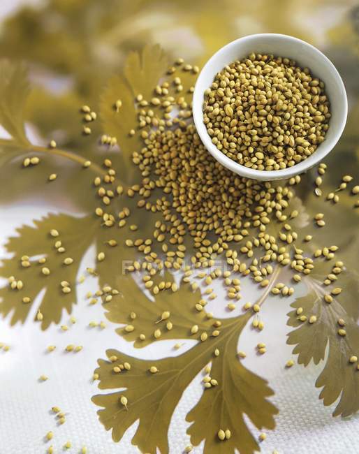 Bowl of Coriander Seeds — Stock Photo