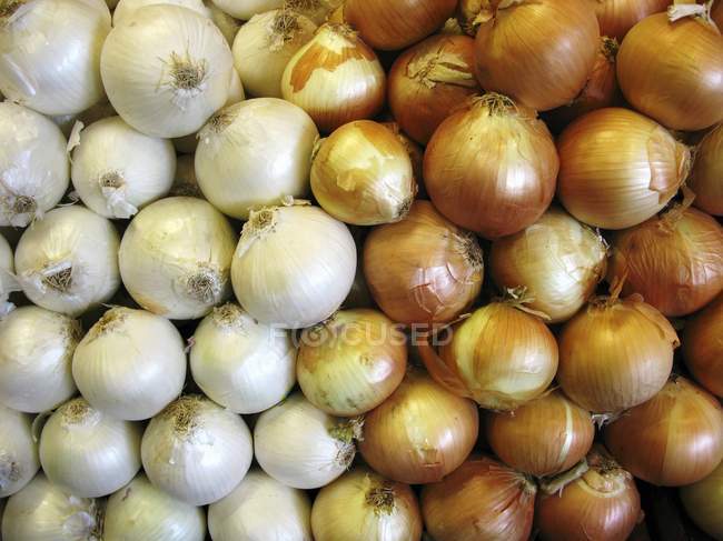 Cebollas blancas y amarillas - foto de stock