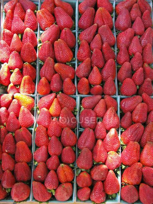 Fresh Strawberries in carton boxes — Stock Photo