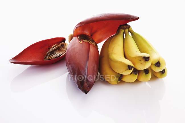 Банани і бананова квітка — стокове фото