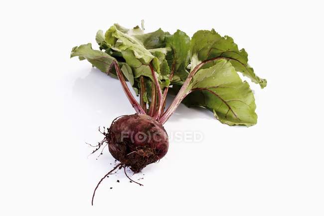 Fresh picked beetroot with leaves — Stock Photo