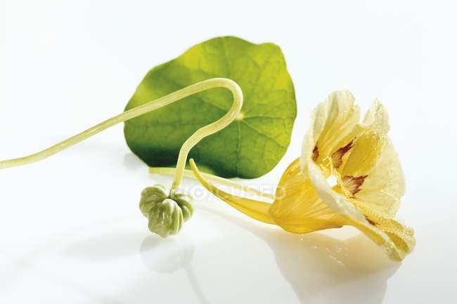 Closeup view of Nasturtium leaf with yellow flower and seed — Stock Photo