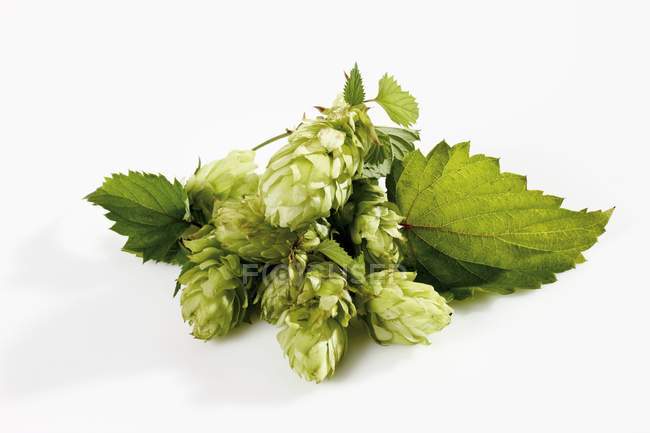 Closeup view of green sprig of hops with leaves on white background — Stock Photo