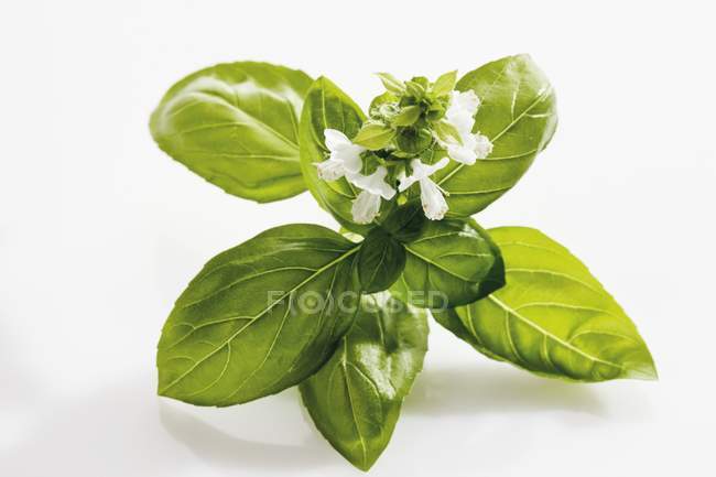 Fresh green basil leaves — Stock Photo