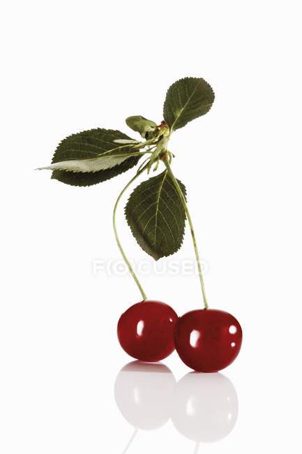 Fresh red cherries with leaves — Stock Photo