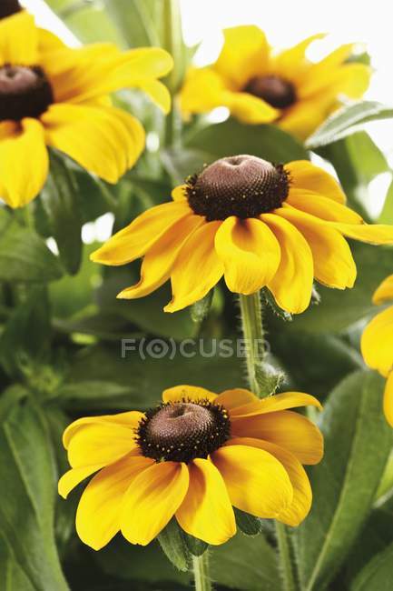 Vista de cerca de las flores Susan de ojos negros - foto de stock