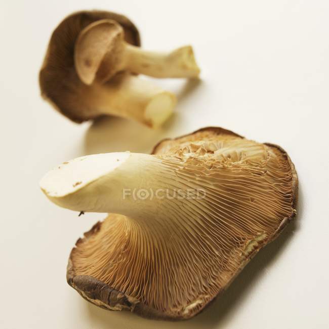 Cogumelos de trompete frescos em branco — Fotografia de Stock