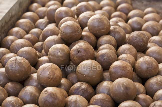 Unshelled macadamia nuts — Stock Photo