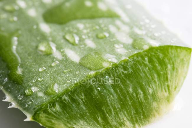 Aloe vera leaf with drops of water — Stock Photo