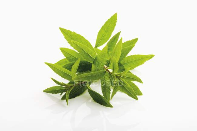 Grüne Blätter der Zitronenverbene — Stockfoto