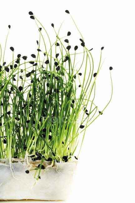 Erba cipollina asiatica con radici e fiori — Foto stock