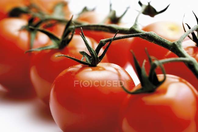 Коктейльні помідори на лозі — стокове фото
