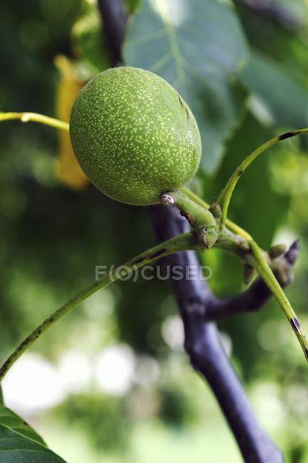 Vista de close-up de uma noz verde em uma árvore — Fotografia de Stock